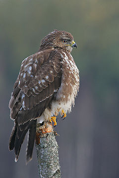 Buteo buteo